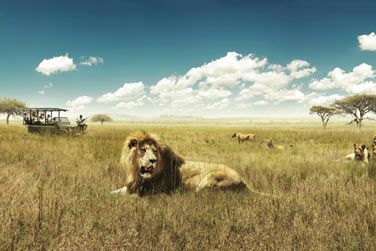 Rencontrez les majestueux lions...