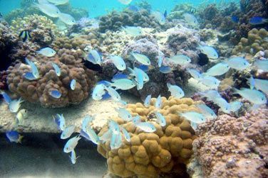 photo Los Angeles / Polynsie - Hollywood & Perles Tropicales Polynsie