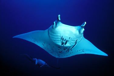 photo Los Angeles / Polynsie - Hollywood & Perles Tropicales Polynsie