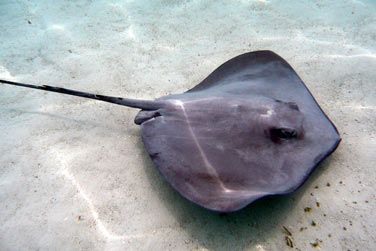 photo Combin Autotour Ouest Amricain & Lagons polynsiens Polynsie