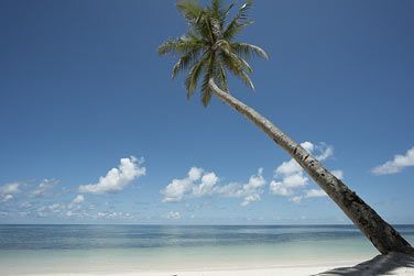 Les cocotiers y sont imposants et majestueux