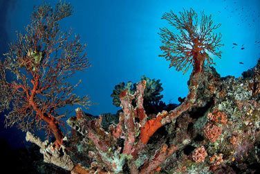 photo Four Seasons Resort Seychelles at Desroches Island Seychelles