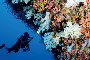 et des coraux aux couleurs tropicales