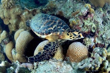 Rencontrez une faune marine remarquable !