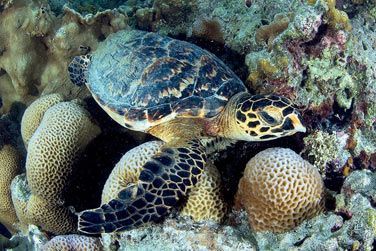 photo Four Seasons Resort Seychelles at Desroches Island Seychelles