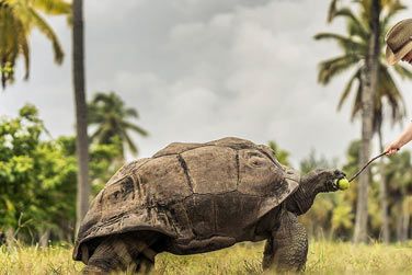 Une activit incroyable : celle de nourrir les tortues dans cette fort exotique