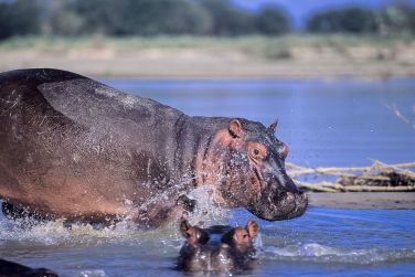 photo Zanzibar / Tanzanie du Sud - Dtente & Rserve de Selous Zanzibar