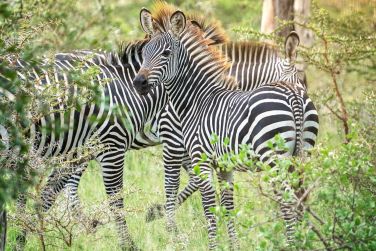 photo Zanzibar / Tanzanie du Sud - Dtente & Rserve de Selous Zanzibar