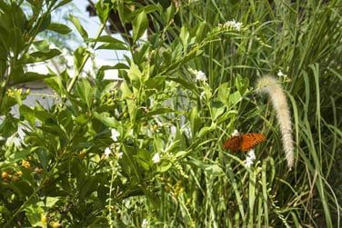Au coeur d'un magnifique jardin tropical...