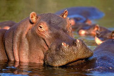 Emotions fortes et souvenirs inoubliables garantis...