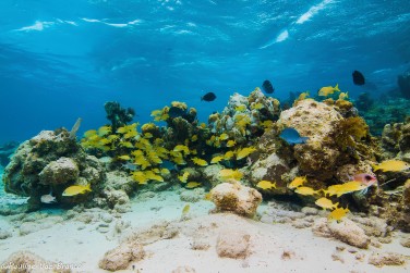 des sorties plong�es incroyables