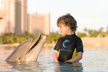 Ou raliser votre rve d'enfant et nager avec des dauphins !