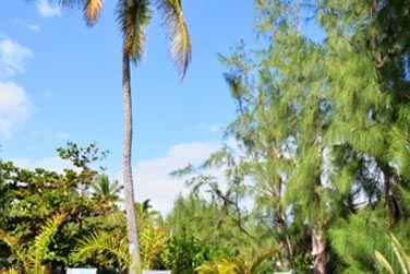 Le cadre luxuriant des lieux