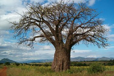 ... se promener au milieu de baobabs gs de milliers d'annes !