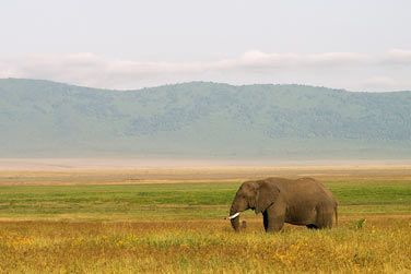 Admirez les immenses lphants d'Afrique...