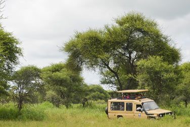 Jouez les explorateurs lors de vos safaris en 4x4