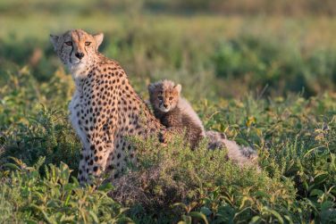 photo Tanzanie / Zanzibar - De la Savane  l'ocan Tanzanie