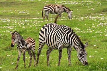 Observez les animaux sauvages dans leur habitat naturel