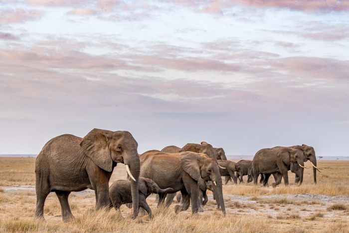 Tanzanie / Zanzibar - De la Savane  l'ocan