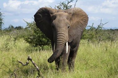 Partez  la recherche des animaux de la savane
