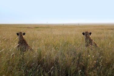 La situation du camp est excellent pour partir en safari  la journe !