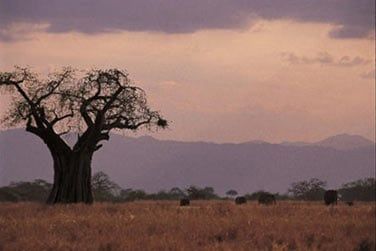 Bienvenue au coeur de la savane tanzanienne !