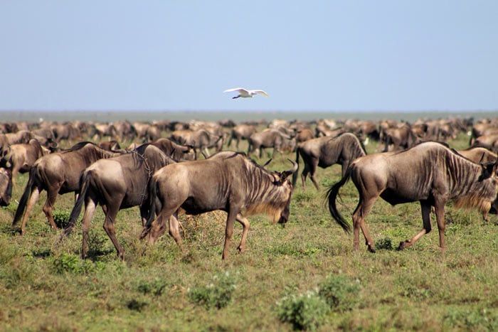 photo lake burunge tented camp