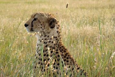 Faites un safari au coeur du crarre du Ngorongoro