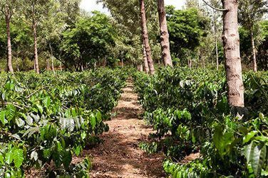 Visitez les plantations de caf situs prs du lodge