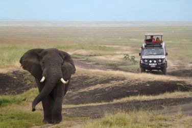 Observez la faune sauvage vivant dans le cratre du Ngorongoro lors d'un safari