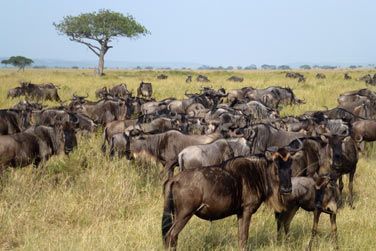 Vous pourrez dcouvrir une grande varit d'animaux sauvages