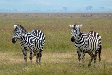 Gnous, girafes, gnous, lphants, etc...