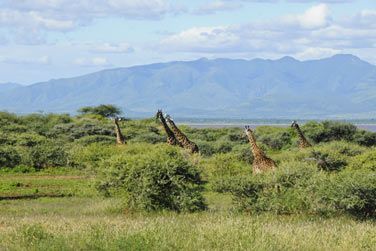 Girafes, lphants, zbres, lions, hynes, buffles, lopards, rhinocros, gupards...