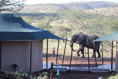 Se rveiller et voir un lphant passer devant votre tente... extraordinaire non ?