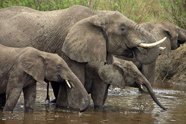 Vous rencontrerez des familles d'lphants prenant leur bain dans la rivire