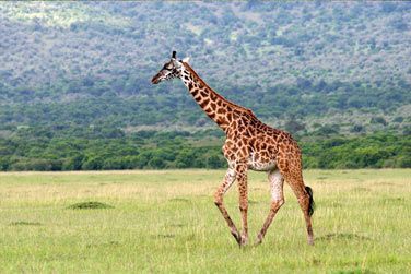 Admirez la dmarche lgante des girafes...