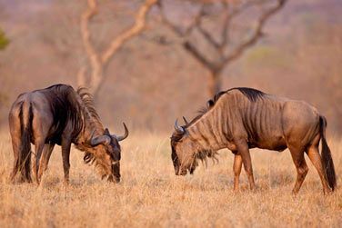 Peut-tre assisterez-vous  la grande migration des gnous...