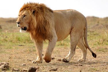 Le campement est idalement situ au cur du mythique parc national du Serengeti