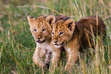 Partez  la rencontre de la vie sauvage dans son lment naturel...