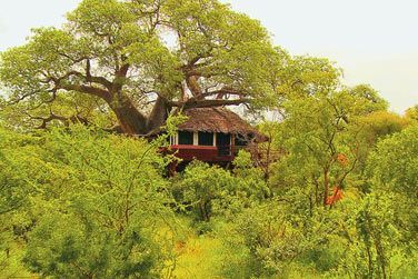 Bienvenue au Tarangire Treetops !