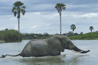 Des lphants en train de prendre leur bain