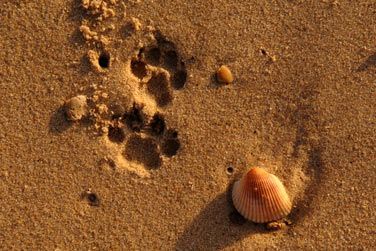 Le Sud est la rencontre entre la savane et l'ocan