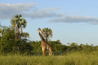 Les parcs de Mikumi, Ruaha et Selous regorgent dune biodiversit remarquable...