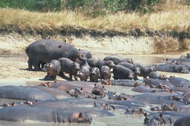 Observez de grands groupes d'hippopotames