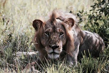 Venez  la dcouverte de la vie sauvage...