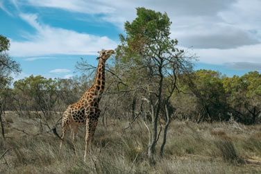 Le Nord de la Tanzanie est LA rgion incontournable de la destination !