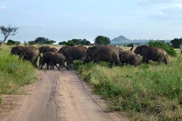Dcouvrez les animaux sauvages dans leur habitat naturel