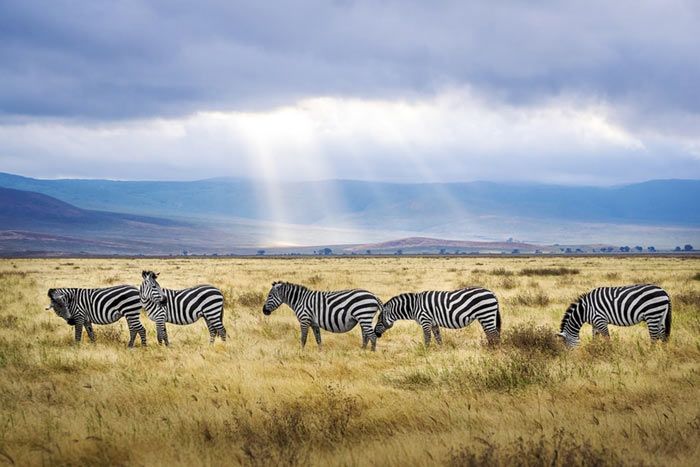 photo tanzanie grandeur nature - des grands parcs au lac natron