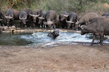 photo Honeyguide Khoka Moya Camp Afrique du Sud