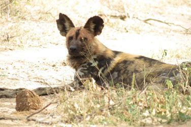 photo Honeyguide Khoka Moya Camp Afrique du Sud
